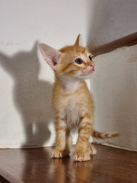 Kacang - Domestic Short Hair Cat