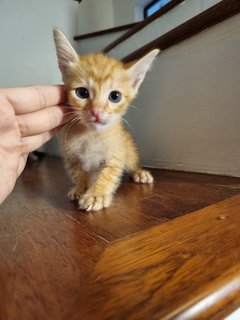 Kacang - Domestic Short Hair Cat