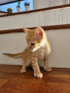 Kacang - Domestic Short Hair Cat