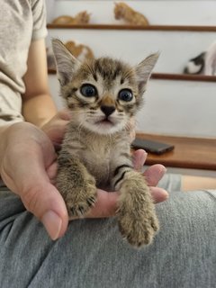 Bubur - Domestic Short Hair Cat