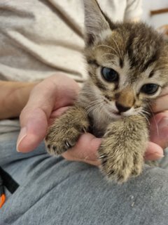 Bubur - Domestic Short Hair Cat