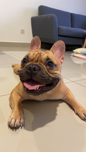 Titan - French Bulldog Dog