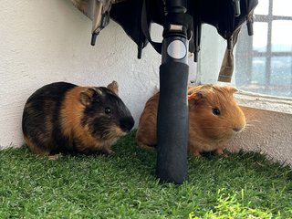 Milo N Jiwoo - Guinea Pig Small & Furry