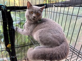 Flash - British Shorthair Cat