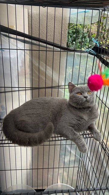 Flash - British Shorthair Cat