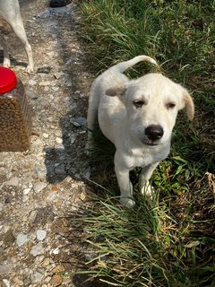 Chief - Mixed Breed Dog