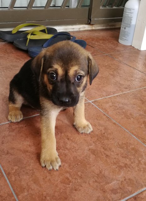 Peter. - Labrador Retriever Mix Dog