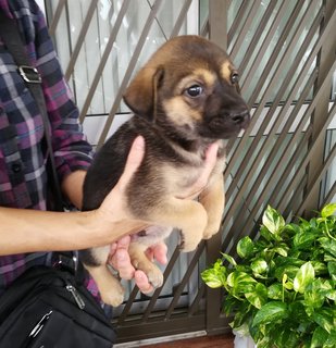 Peter. - Labrador Retriever Mix Dog