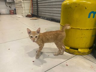 Orange - Domestic Short Hair Cat