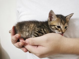 Nameless At The Moment - Domestic Short Hair + Tabby Cat