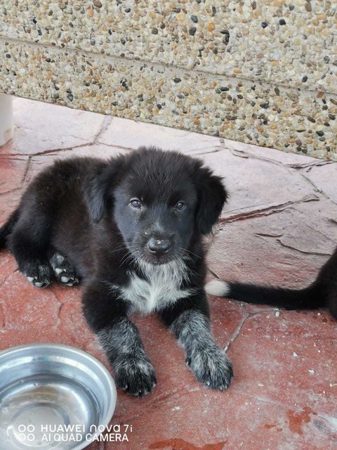 Evon - Border Collie Mix Dog