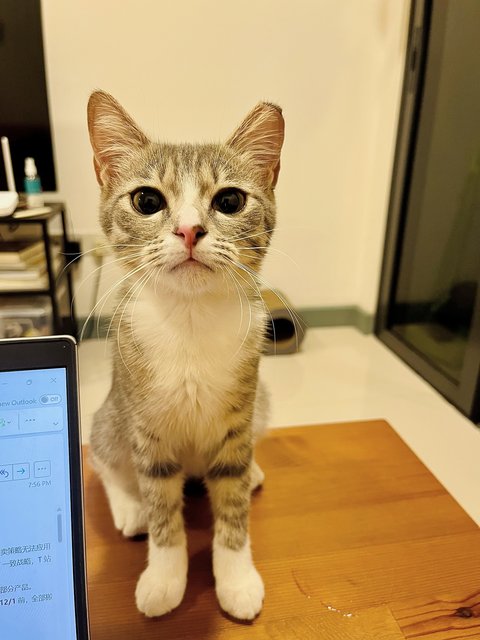 Kiki - Domestic Short Hair + Tabby Cat