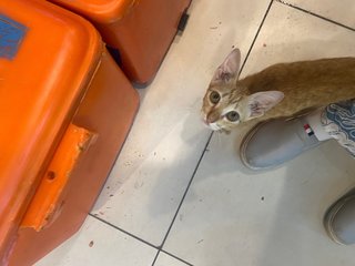 Orange - Domestic Short Hair Cat