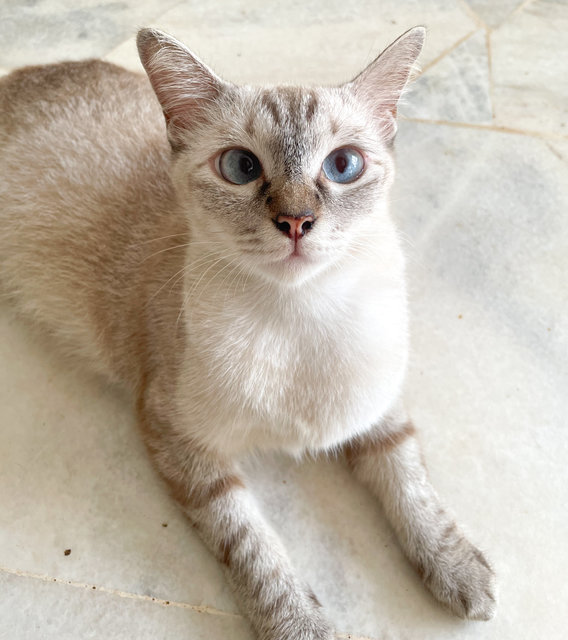 Soya  - Domestic Short Hair Cat