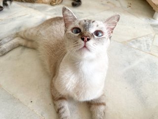 Soya  - Domestic Short Hair Cat