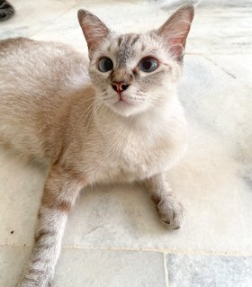 Soya  - Domestic Short Hair Cat