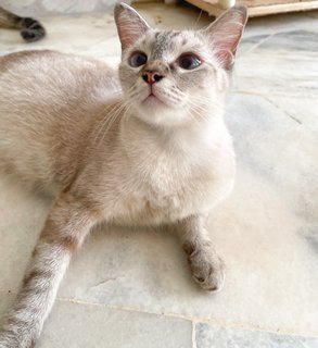 Soya  - Domestic Short Hair Cat