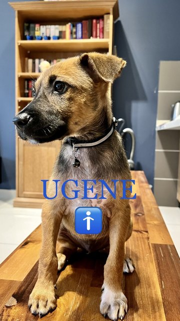 Ugene - Mixed Breed Dog