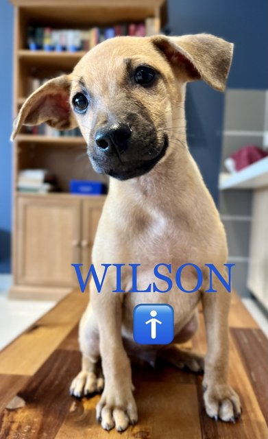 Wilson - Mixed Breed Dog