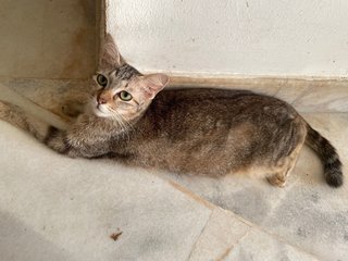 Nandos - Domestic Short Hair Cat