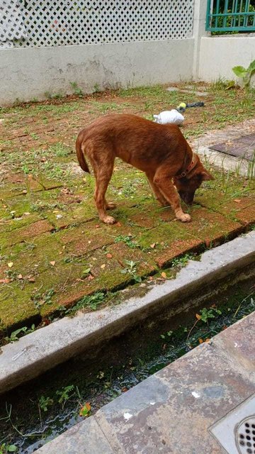 Mocha - Mixed Breed Dog