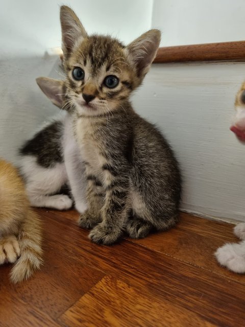 5 Comel Kittens, Clean &amp; Healthy  - Domestic Short Hair Cat