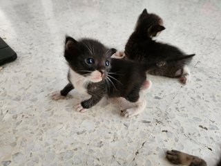 3 Kittens - Domestic Short Hair Cat