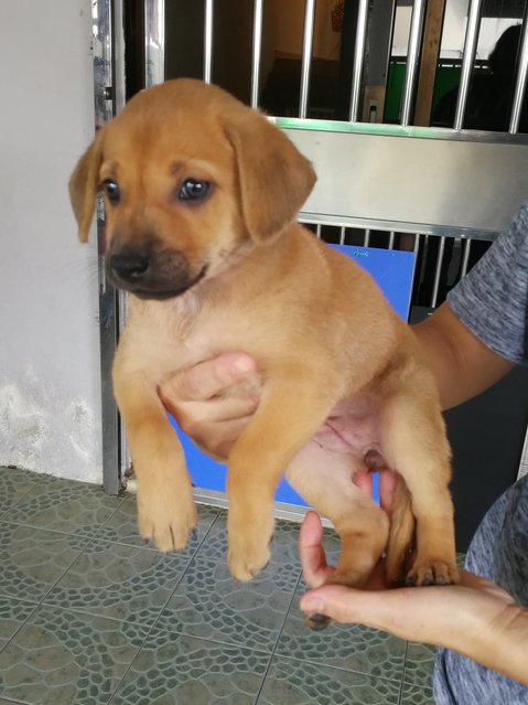 Abby. - Labrador Retriever + Black Mouth Cur Dog