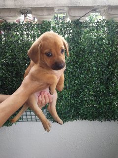 Abby. - Labrador Retriever + Black Mouth Cur Dog