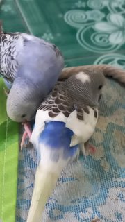 Luna &amp; Limpy - Budgie/Budgerigar Bird