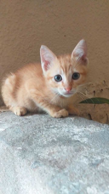 Lion - Domestic Short Hair Cat