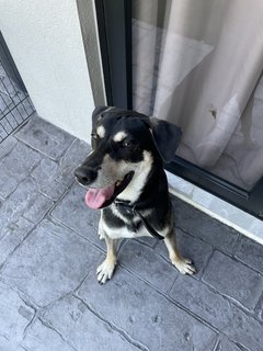 Orion - Australian Kelpie Mix Dog