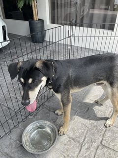 Orion - Australian Kelpie Mix Dog