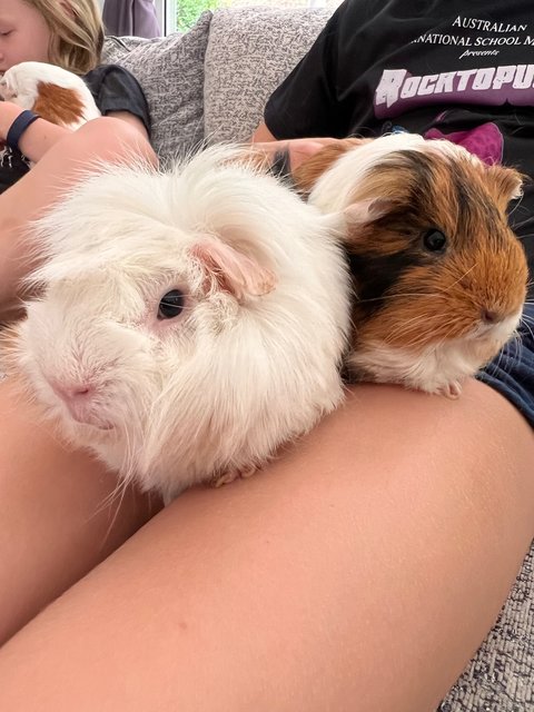 Adopted Guinea Pig Family (Neutered) - Guinea Pig Small & Furry