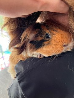 Adopted Guinea Pig Family (Neutered) - Guinea Pig Small & Furry