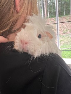 Adopted Guinea Pig Family (Neutered) - Guinea Pig Small & Furry