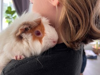 Adopted Guinea Pig Family (Neutered) - Guinea Pig Small & Furry