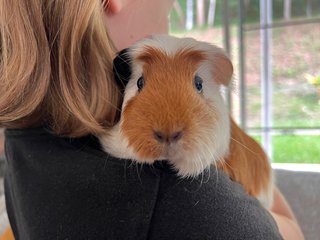 Adopted Guinea Pig Family (Neutered) - Guinea Pig Small & Furry