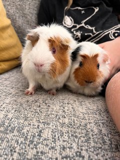 Adopted Guinea Pig Family (Neutered) - Guinea Pig Small & Furry