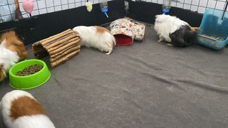 Adopted Guinea Pig Family (Neutered) - Guinea Pig Small & Furry