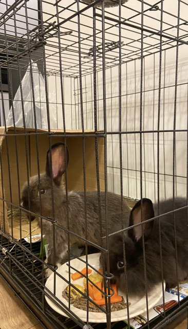 Coco &amp; Milo - Holland Lop Rabbit