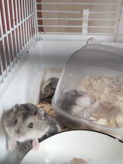 Hammy - Short Dwarf Hamster Hamster