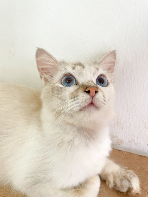 Baby - Domestic Long Hair Cat