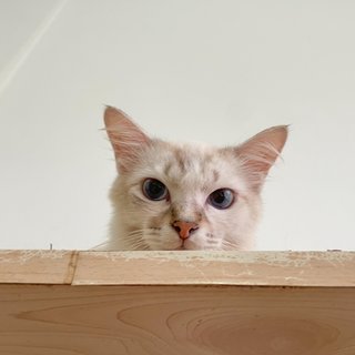 Baby - Domestic Long Hair Cat