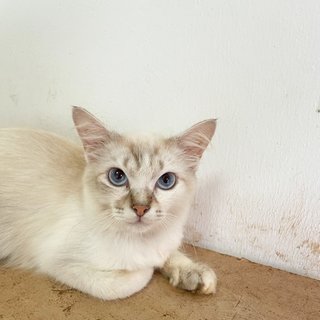 Baby - Domestic Long Hair Cat