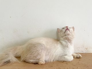 Baby - Domestic Long Hair Cat