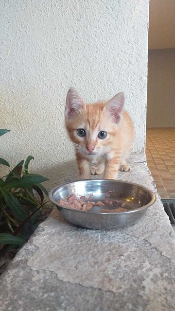 Lion - Domestic Short Hair Cat