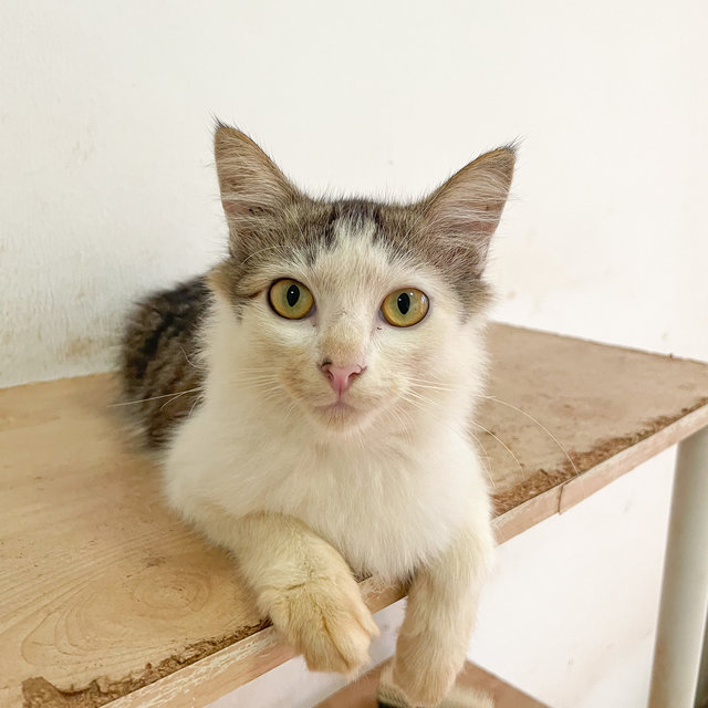 Pasta - Domestic Long Hair Cat