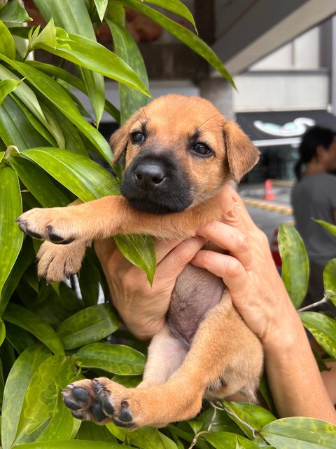 Pecan - Mixed Breed Dog