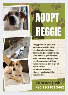 Reggie - Mixed Breed Dog